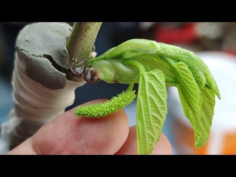 Grafting a tree of two different varieties to the same root