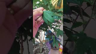 Diagnosing the plants