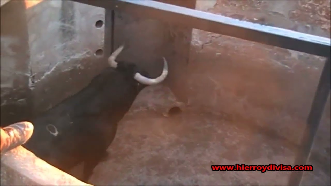 Hierroydivisa - Embarque de los toros de Samuel Flores para la feria San Isidro de 2013