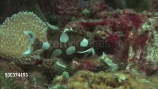 Effects of Dissolved Oxygen on Aquatic Life