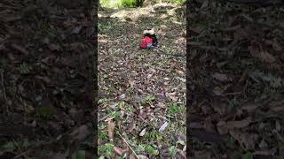 inilah kerja kita geng- 👌😊 #dinokapak #kapak #dinoorangasal #dinoorangaslitemuanmalaysia🇲🇾