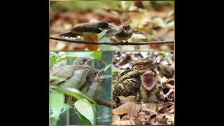 The cute local residents at Singapore Botanic Gardens-Apr to May 2024. Birdwatching in Singapore.