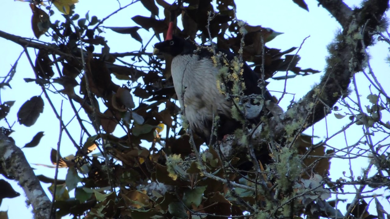 Horned Guan Atitlan Birding Tours Guatemala