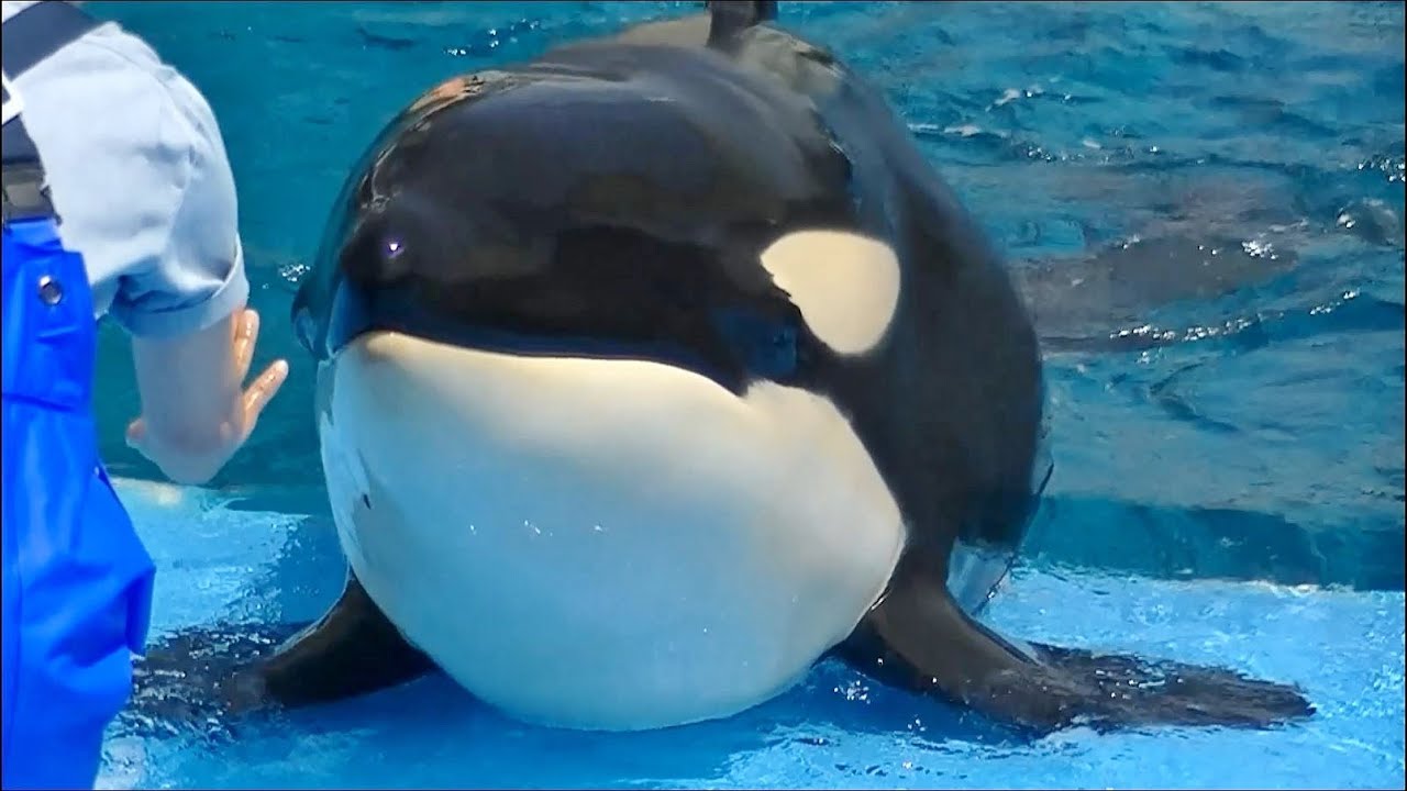 シャチの子供 part2（名前はリン）/ 名古屋港水族館 【ステージへ完全