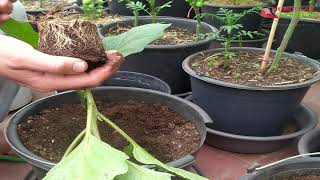اسرار نجاح زراعة الباذنجان او الدنجال في المنزل