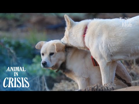 Chú chó bị thương sẽ không thể sống sót một ngày nếu không có bạn của mình | Animal in Crisis Ep 289