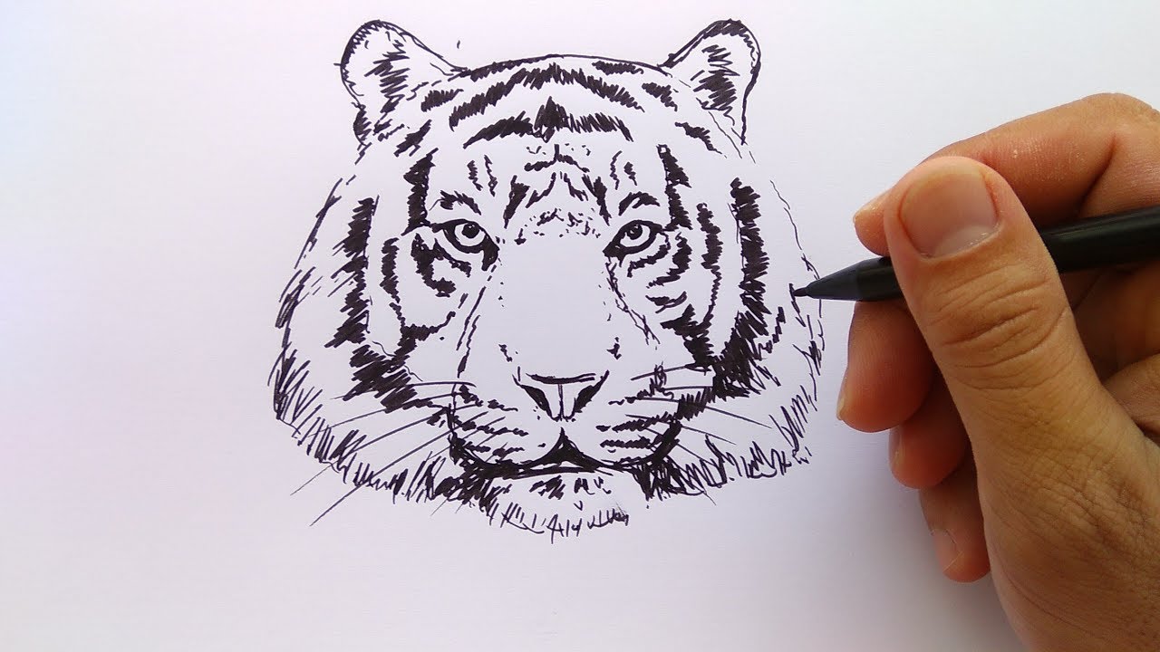 Cara Menggambar Kepala Harimau Youtube
