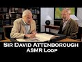 ASMR Loop: Sir David Attenborough - Unintentional ASMR - 1 Hour