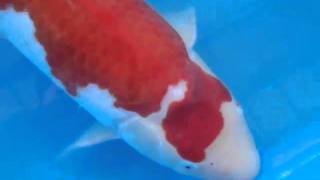 2 Maruyama 2 Year 55 Cm Kohaku