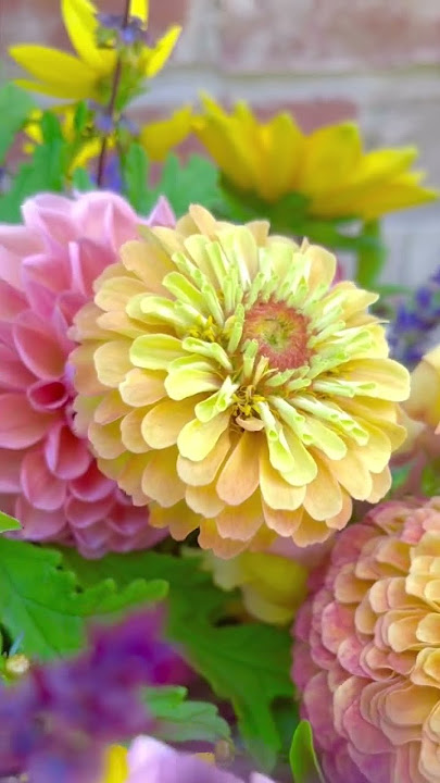 Top 5 easy annual cut flowers to grow in your home garden