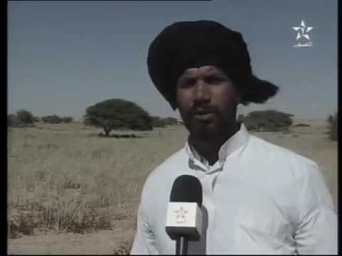 غرائب الابل في الكويت