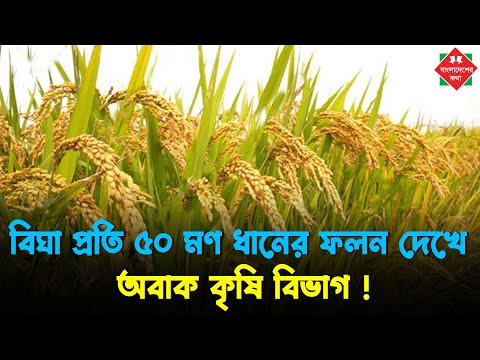 বিঘা প্রতি ৫০ মণ ধানের ফলন দেখে অবাক কৃষি বিভাগ !