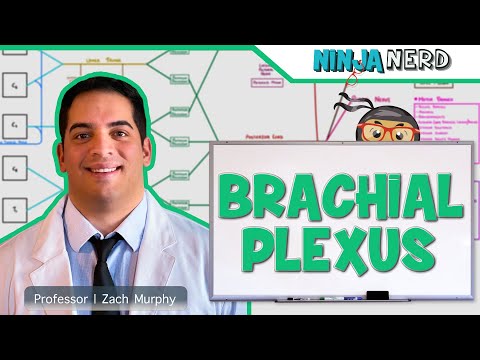 Video: Kas yra brachialinis rezginys?