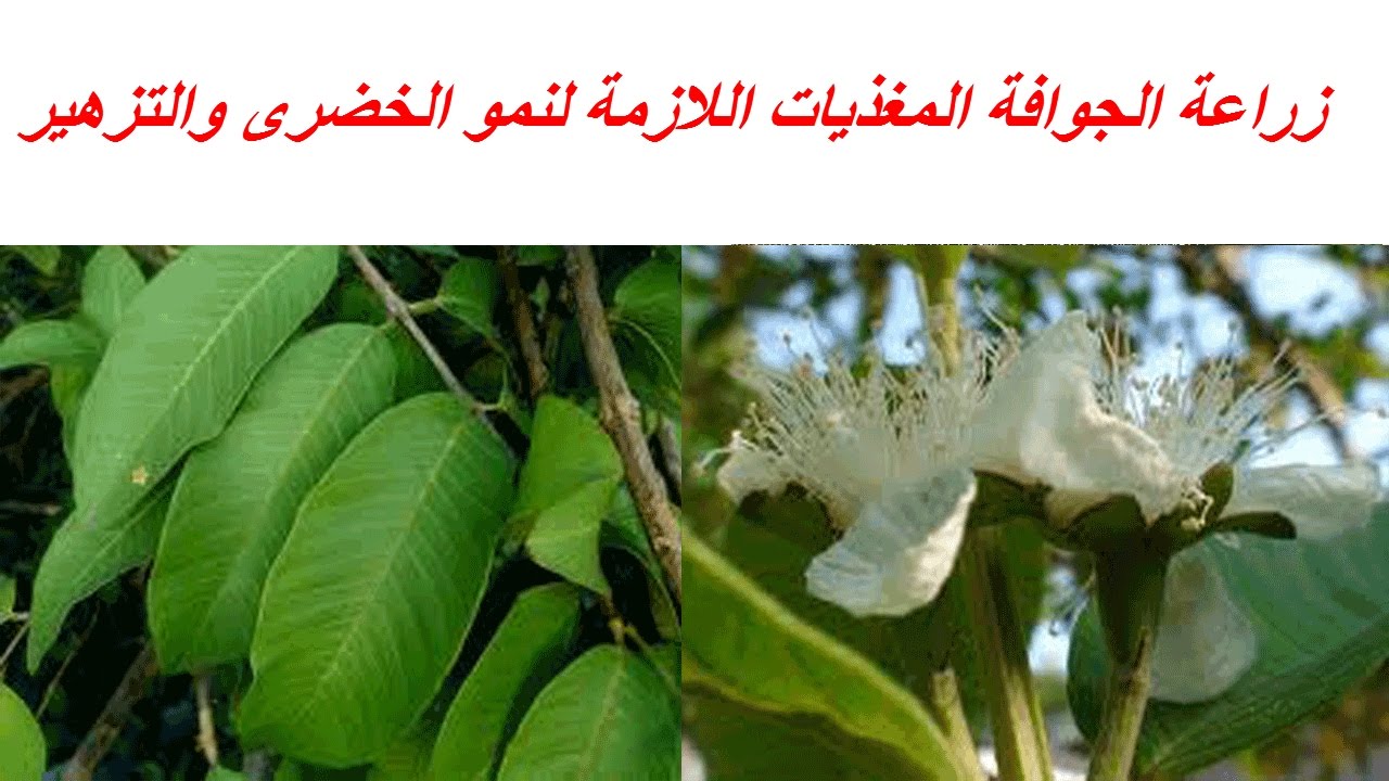 زراعة الجوافة ومعالجة الملوحة و المغذيات اللازمة لنمو الخضرى والتزهير وزيادة الانتاج