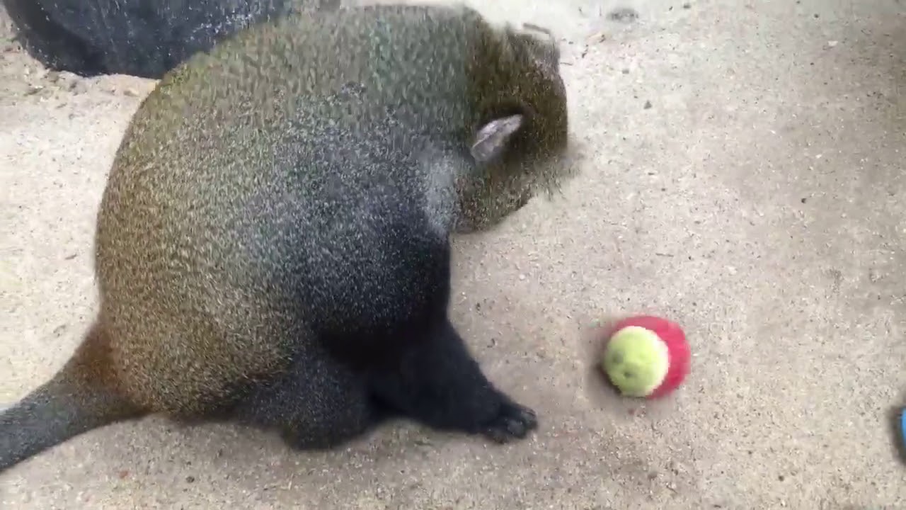 photography en español It's Play Time