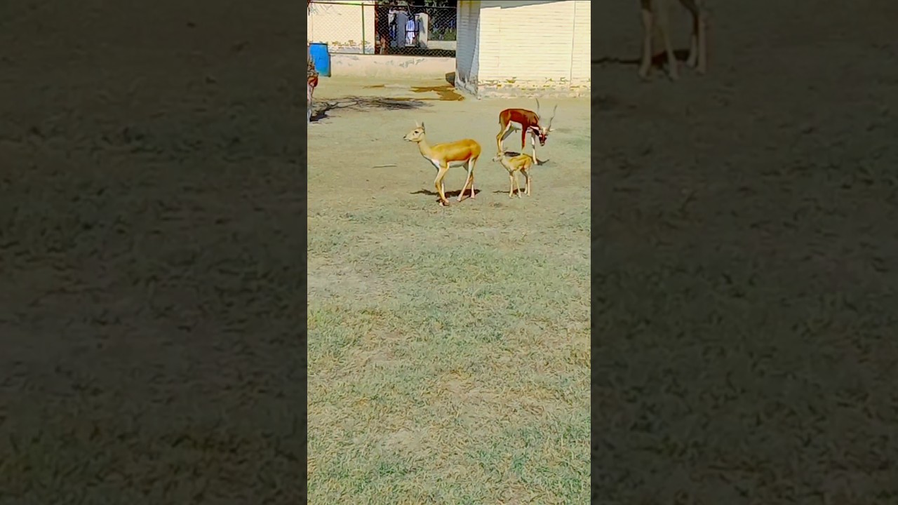 Black buck: A Rare Sighting 