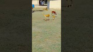 Black Buck A Rare Sighting