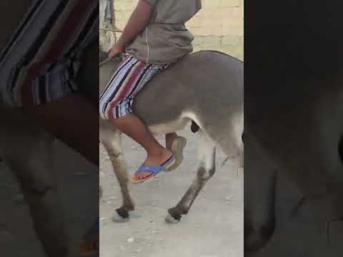 كيفية فحص الحمار قبل شرائه