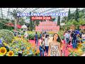 🌻 Sunflower Surprise at Most Beautiful Flower Garden of Singapore🇸🇬🌸🦖😍