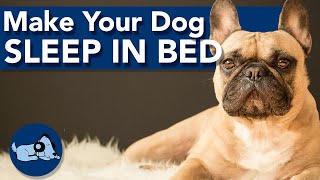 How to Make Your Dog Sleep in its Bed!
