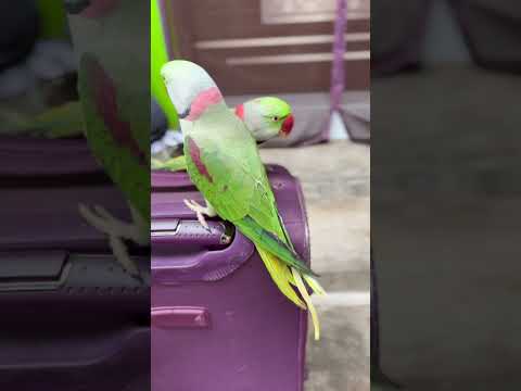 Parrot couple in city | #parrot #jungle #mitthu #trending #bhojpuri #reel