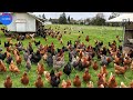 Cómo los agricultores estadounidenses crían millones de aves de corral en los pastos-Cría de pollos