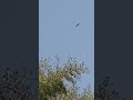 なぜか癒される【トンビがくるりと輪をかいた】トンビが飛んでるだけのショートムービー#Shorts