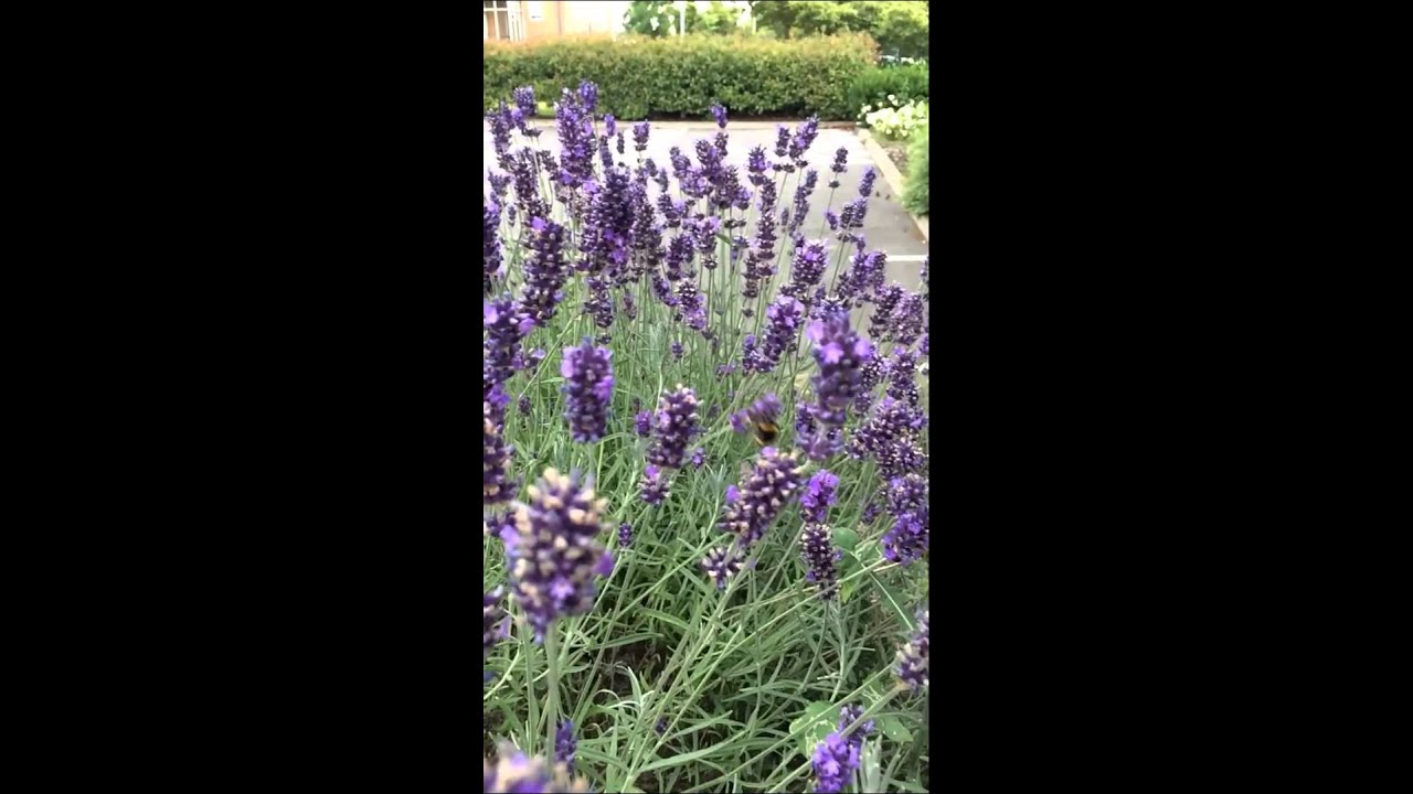 Bumble bee uses flower to sling-shot itself
