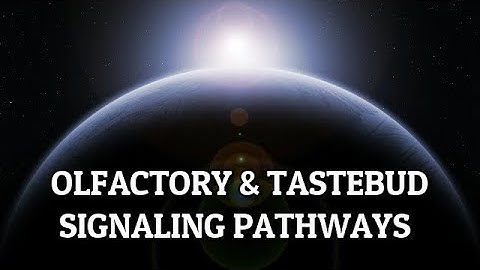 CSIR UGC NET | Olfactory & Taste buds Signaling Pathways | #BiologyAllInOne