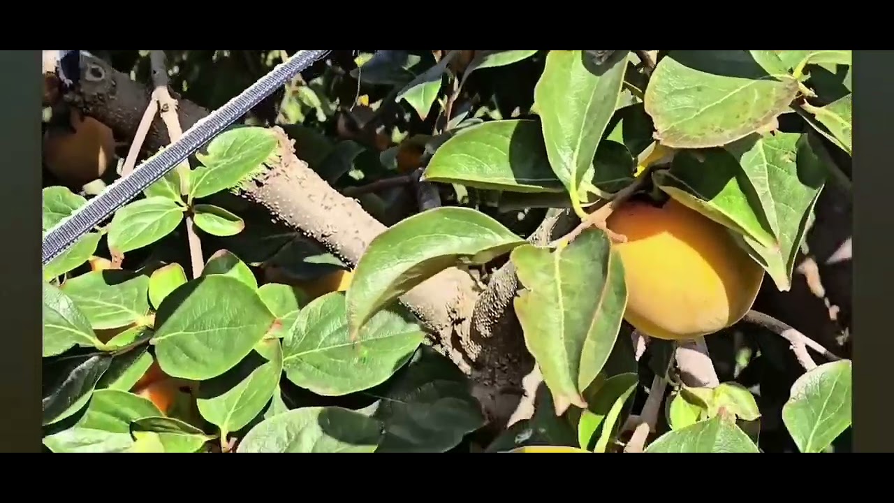 اجمل طبيعة عفرين❤️#366 #afrin #عفريني #اكراد #عفرين_راجو_بلبل_شيه_جنديرس #afrin #smartphone 