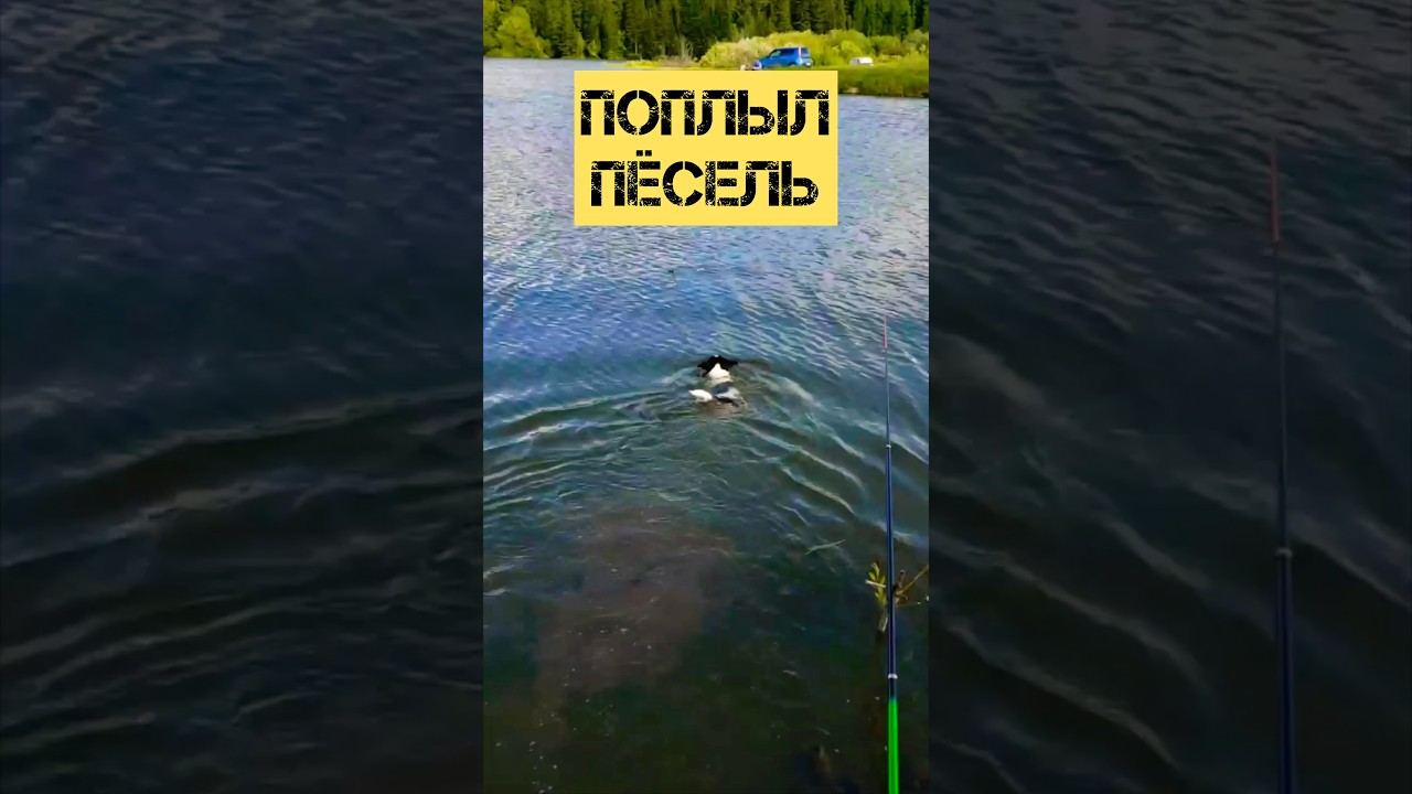 Плывёт Лаки!!! 