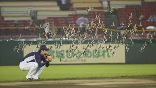 鳥の大群“襲来”で中断 プロ野球の楽天―西武戦