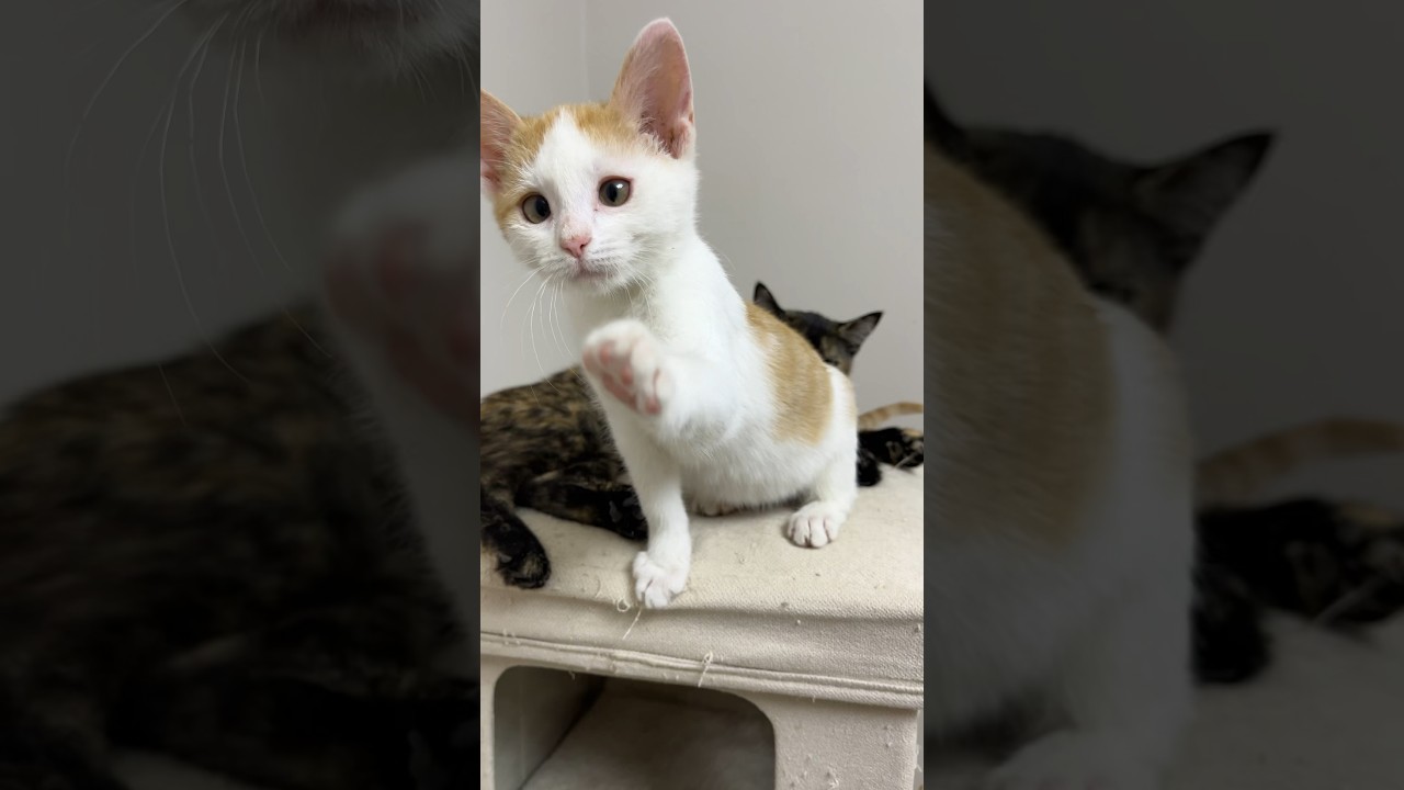 Tiny kitten is bunny he so cute