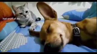 Dog Farts And Cat Gets Angry