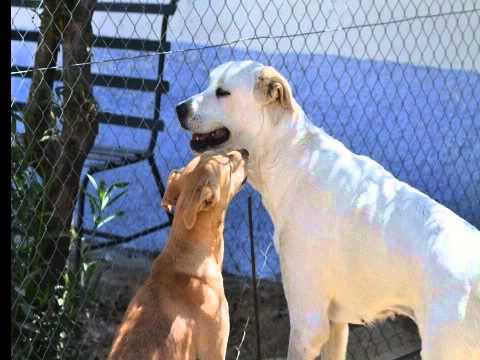LUNA, PRECIOSA MASTINA BUSCA UN HOGAR