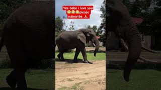 African savannah elephant. please subscribe 🙏