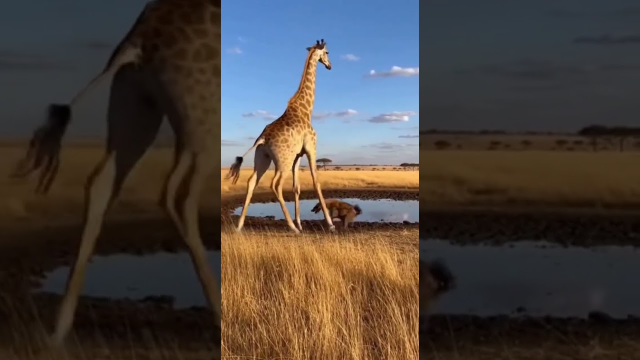 공중제비 치고 늪으로 직행ㅋㅋ 🦒🐊 Full Flip → Straight Into epic stunt fail 