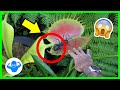 Las 5 PLANTAS CARNÍVORAS más ATERRADORAS del mundo