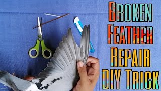 Broken Feather Repair! Bali Ang Balahibo Ng Ating Panglaban, Ano Ang Gagawin? DIY Trick!