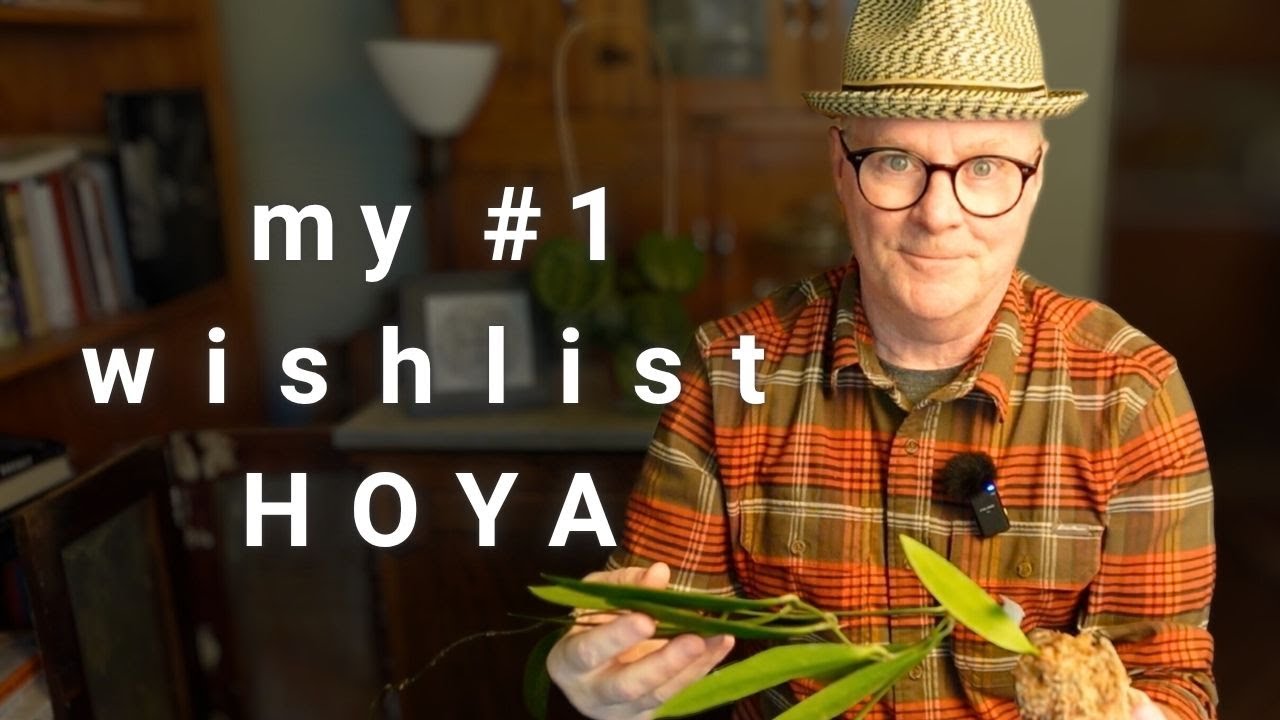 Индонезийский импорт ПОБЕЖДАЕТ ЭТОГО с помощью этой сложной в выращивании хойи