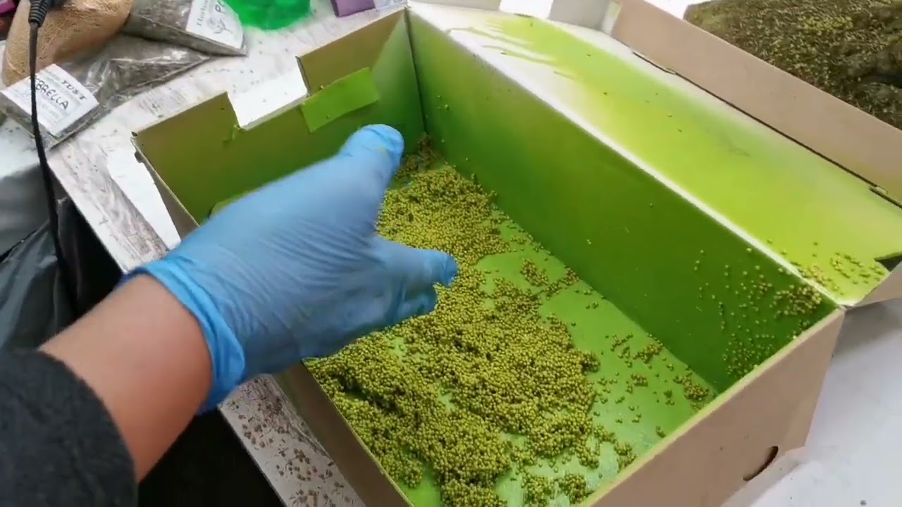 COMO HACER ACEITUNAS PARA EL BELEN