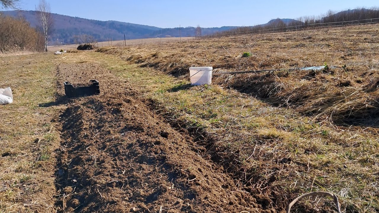 Rozpoczęcie sezonu ogrodniczego. Czosnek wiosenny.