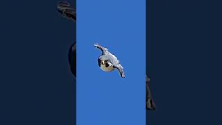 The Fastest Bird on Earth… And It's Not Even Close 😱🦅