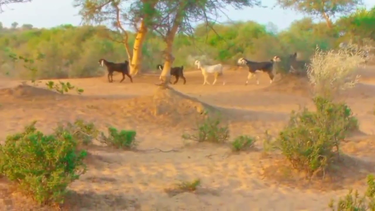 Goats in jungle |Goats vibes |Animals