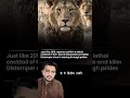 Gir Lions Virus Outbreak 😱 | 11 Lions Dead, 17 Isolation Mein| Canine Distemper Virus Wapas Aa Gaya