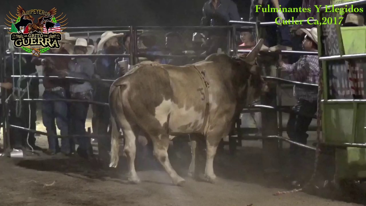 Montás Espectaculares Y Dramáticas!!Jaripeo De Media Noche, Elegidos Y