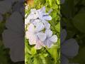 Plumbago auriculata