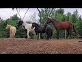 Introducing New Horses To The Herd | All About Pecking Order