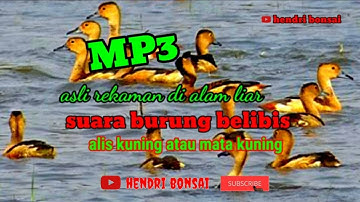 suara belibis alis kuning#suara burung belibis mata kuning