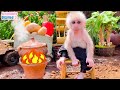 Baby monkey Obi harvests potatoes to make delicious milk